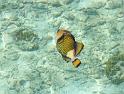 Kuramathi (77)